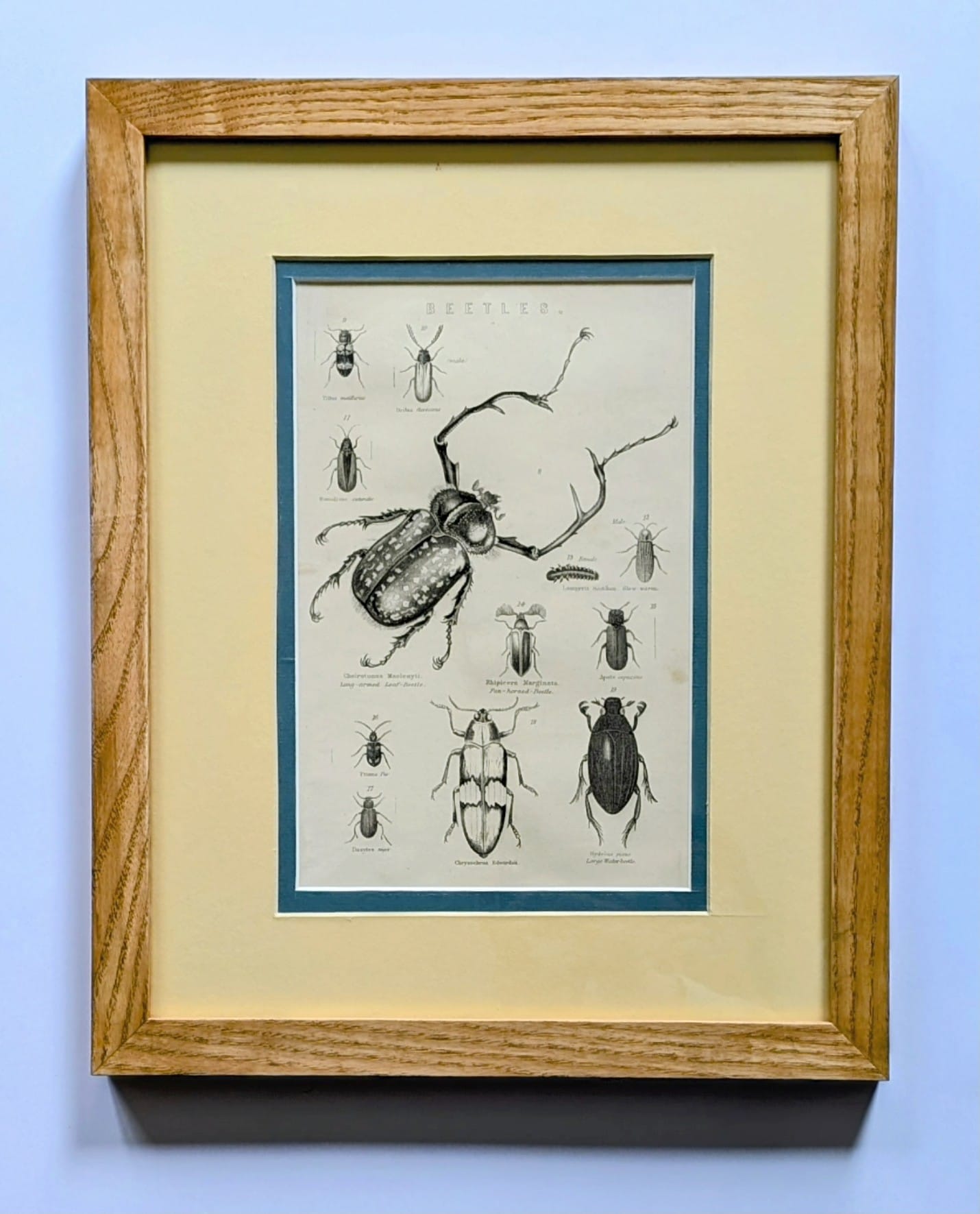 Multi-aperture frame for family photographs